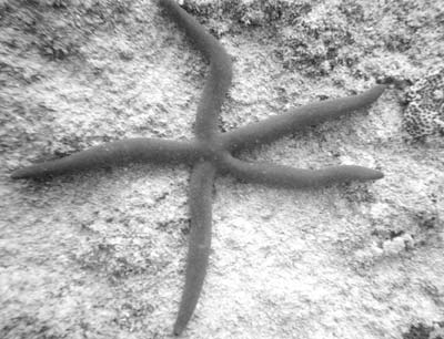 Cobalt-blue sea star in Muri Lagoon.