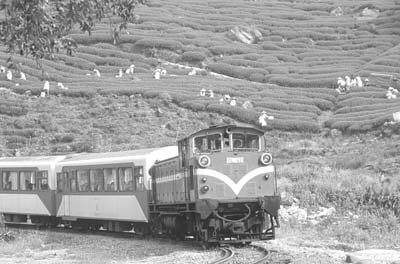 The winding rail journey took us past an area of tea plantations growing the famed oolong tea.