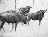 Wildebeest in the Serengeti. Photos: Klein