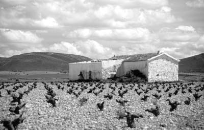 An Andalusian vineyard near Cordoba.