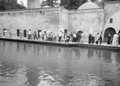 The holy carp pond in Sanliurfa.