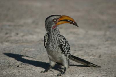 Driving Namibia