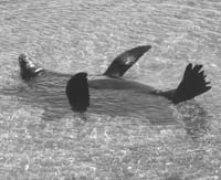 Seal floating on his back enjoying the sun. Photo: O’Connor