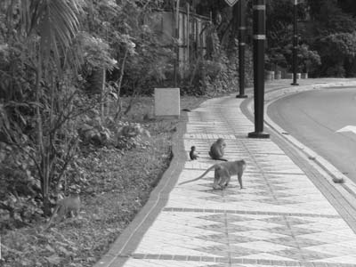 Monkey family crossing the sidewalk near KL’s Lake Gardens. Photos: Addison