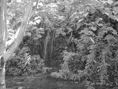 Deep in the impenetrable forest of Bwindi National Park, Uganda: while rough and rugged, it is one of the most beautiful spots in the universe.