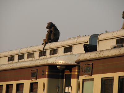 A welcome party awaits our arrival on board the train.