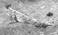 Mudskipper along the Gambia River. Photo by Silke Vom Silke