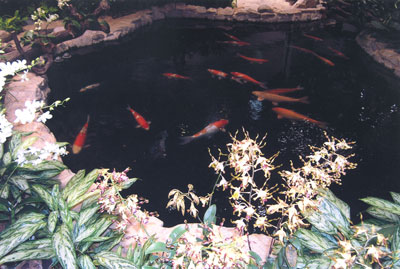 Koi pond in Changi Airport — Singapore. Photo: Eastley