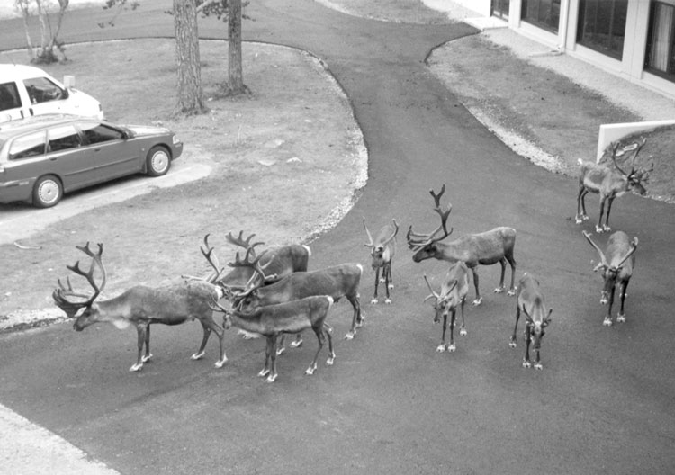 Reindeer seen from our hotel room window in Saariselkä, Lapland