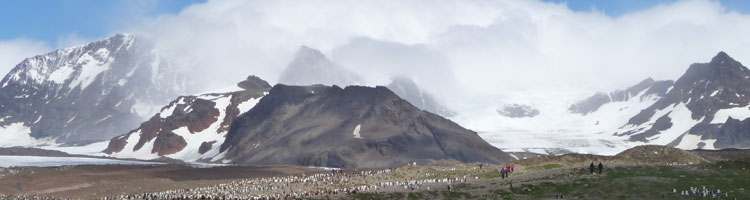 Passengers walking among the wildlife of South Georgia Island.