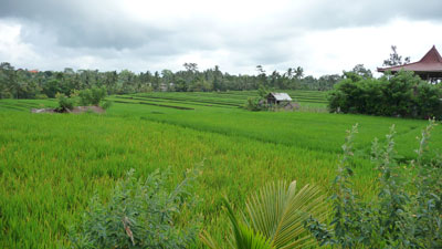 View from our balcony at Taman Harum Cottage. 