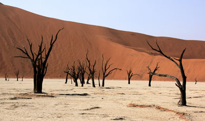 Dead trees in the salt pan of Deadvlei.