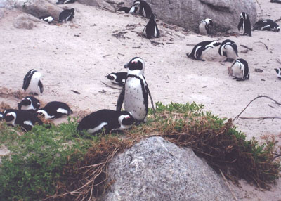 African penguins