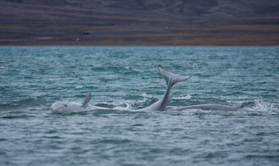 Beluga whales rolling on a sandbar — Coningham Bay. 