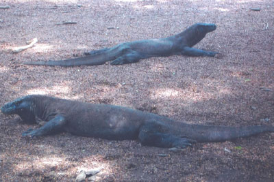 Komodo dragons