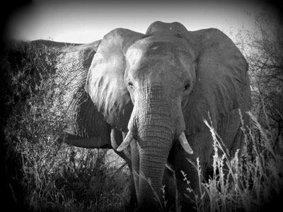 One of many elephants watching us watching him.