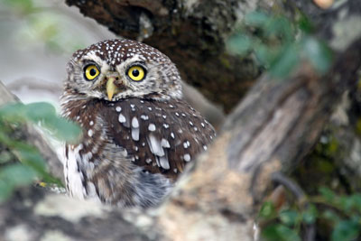 It took a keen eye to spot this little guy in the trees.