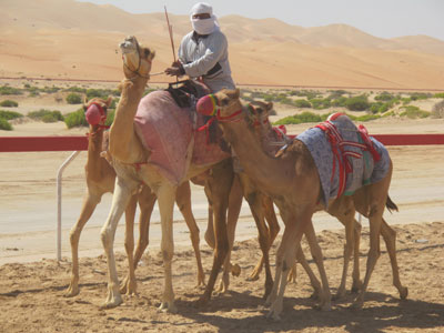 Camels working out with their trainer at the racetrack.