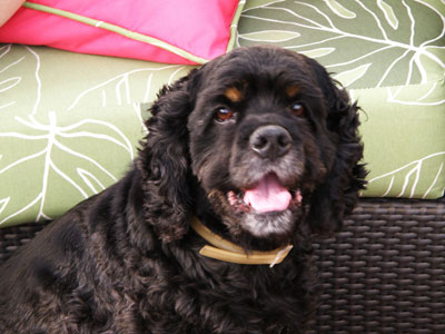 One of the Roushes' cocker spaniels, Ouija.