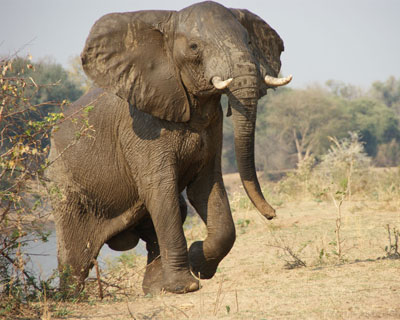 This elephant was headed for our tent.