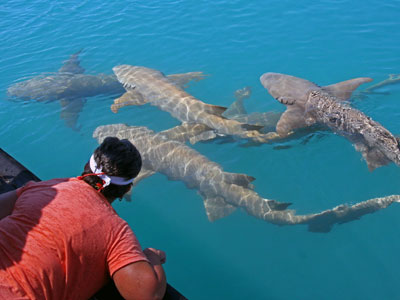 Betty Reed looking at nurse sharks off the stern of the True North.