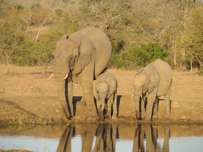 Elephant family at Chitwa Chitwa.