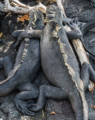 A pair of marine iguanas.