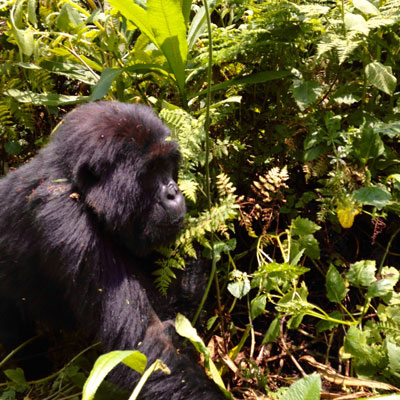 Mountain gorilla in Volcanoes National Park.