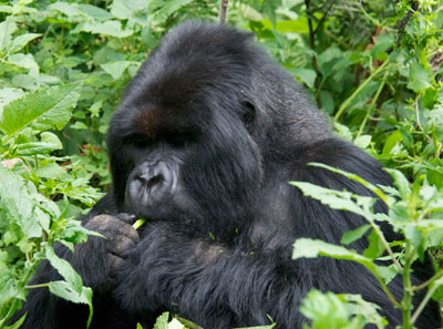 Charles, a silverback seen on our Rwanda trek.