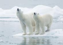 A female and a young male polar bear — Svalbard Islands, Norway. Photo ©Juan Gil Raga/123rf.com