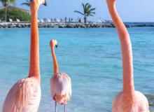 A flamboyance of Chilean flamingos has inhabited the Caribbean island of Aruba for nearly 15 years and can be seen on either Flamingo Beach or De Palm Island.