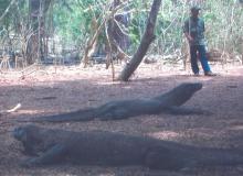 Komodo dragons and one of the guards. Photo by Ronald Dohanick