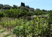 A vegetable garden planted with varieties of times past — Kolymbetra, near Agrigento, Sicily. Photos by Yvonne Michie Horn