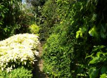 Narrow paths connect “rooms” in the Inner Garden, this one dedicated to foliage in shades of green.