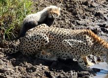 Cheetahs in the Maasai Mara National Reserve, Kenya. Photo: Bob Loveland