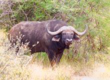 A Cape buffalo encountered on a game drive.