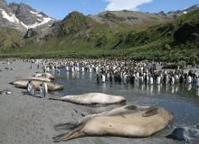 King penguins mingle with some resting fur seals.