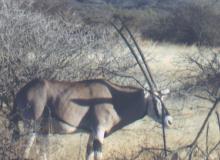 An oryx in Awash National Park. Photo: O’Brien