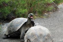 Giant Alcedo tortoises fighting for dominance. The one who raises his head the highest wins. Photos by Wanda Bahde