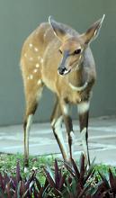 Bushbuck in Sabi Sands Game Reserve, South Africa. 