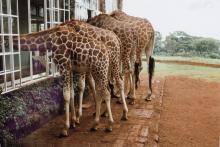 Giraffes at Giraffe Manor checking out the breakfast menu in the hotel dining room. Photos: Howland