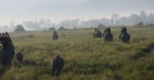 On an elephant safari in Kaziranga National Park.