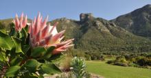 The king protea <i>(Protea cynaroides)</i> flowers at Kirstenbosch during winter and spring, from May through November. Photo by Alice Notten for Kirstenbosch NBG