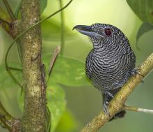 Fasciated antshrike, seen on the Pipeline Road. Photo by Sue Knabe