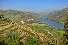 The Douro’s hillsides are lined with stepped terraces, built over the centuries, and more modern large, smooth terraces, with vines planted in vertical rows. Photos by Dominic Arizona Bonuccelli