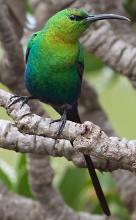 Malachite sunbird in Cape Point National Park, South Africa. Photo by Adam Riley for Rockjumper