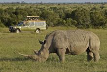 White rhino in Ol Pejeta Conservancy, Kenya. Photo by Michele Burgess