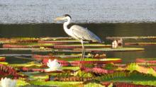 The cocoi heron is quite regal on lilies, Guyana’s national flower. Photo by Denzil Verardo