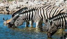 Zebras and a female springbok at a waterhole in Etosha National Park, Namibia. Photo by Jason Duplessis of Fish Eagle Safaris