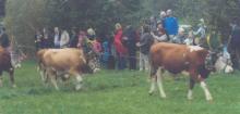 Decorated cows at the Almabtrieb in Russbach, Austria. Photo: Bitman